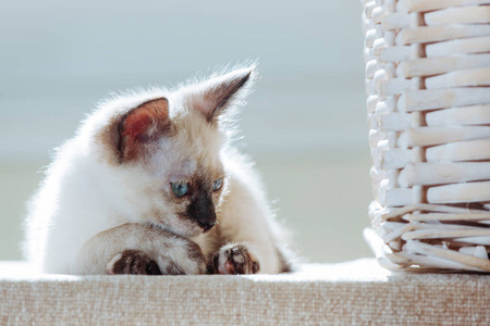 s rays. Funny Cat with blue eyes on the white background.