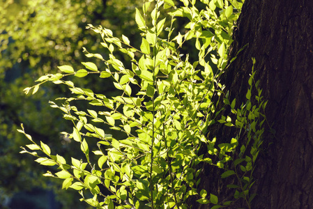 一大丛叶子图片