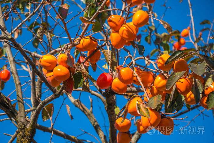 柿子树有成熟的橙色果实秋天的蓝天