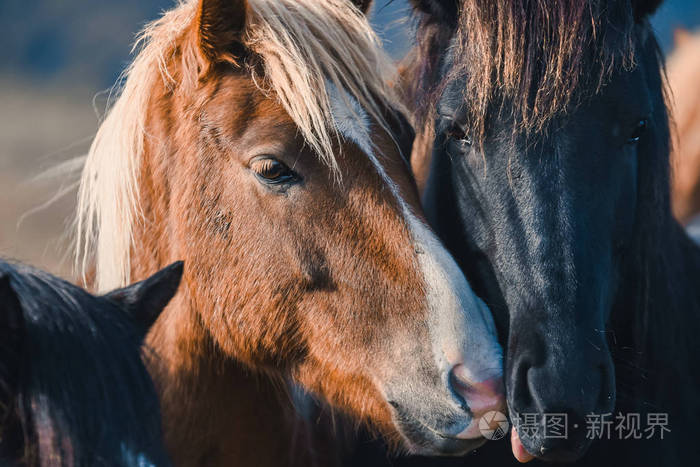 山里的冰岛马 在冰岛繁殖的马的品种 照片 正版商用图片13pk5t 摄图新视界