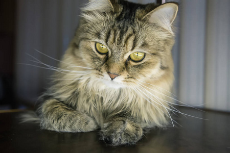 可爱的小猫,黄绿色的眼睛躺在地板上. 特写镜头.照片