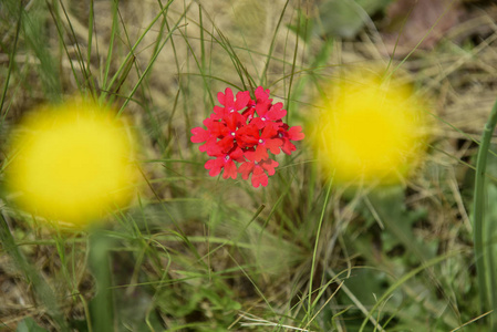 阿根廷巴塔哥尼亚红色野花