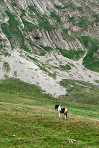 黑山国家公园迪纳里克阿尔卑斯山在绿色草地上放牧，阳光明媚的夏日