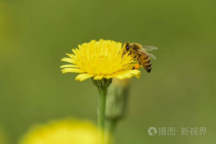 蜜蜂在一朵野花巴塔哥尼亚上