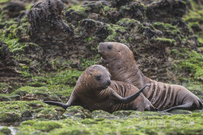 海狮幼崽在阿根廷巴塔哥尼亚海滩上行走