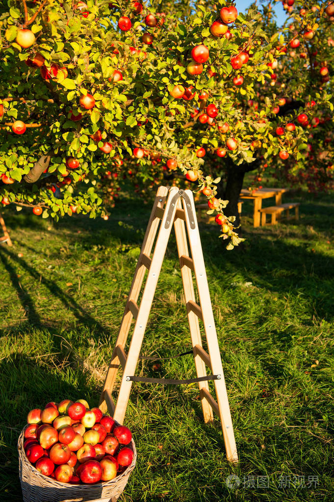 苹果花园自然背景阳光明媚的秋日。园艺和收割。秋季苹果作物在花园收割。苹果树与水果在树枝和梯子收割。苹果收获概念