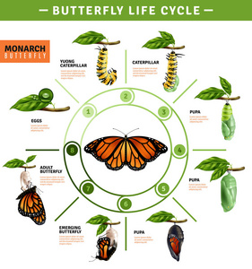 物种起源蝴蝶生命周期信息图表照片