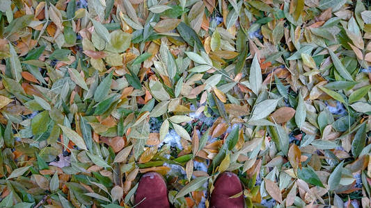 五颜六色的秋叶。 自然背景