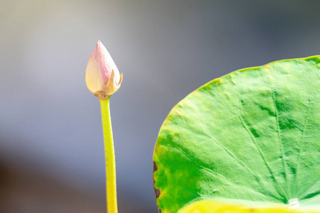 美丽的粉红色莲花。 池塘深蓝水面绿叶近聚