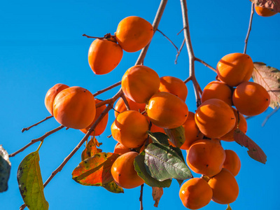 柿子树柿子树有成熟的橙色果实,秋天的蓝天.照片
