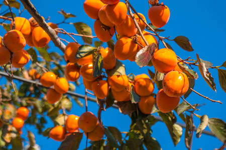 柿子树柿子树有成熟的橙色果实,秋天的蓝天.照片