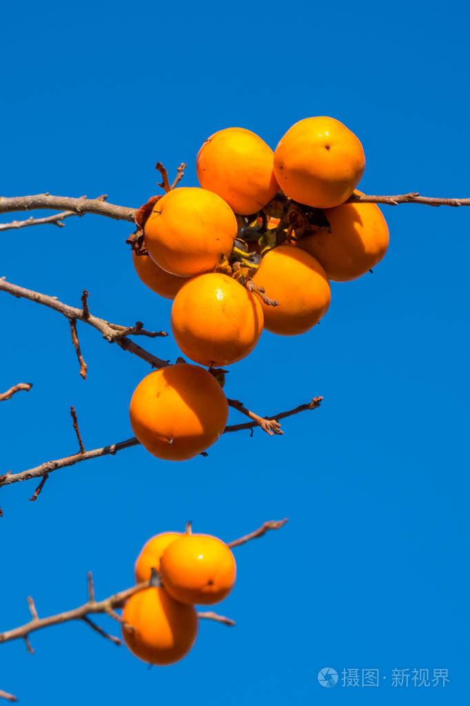 柿子树有成熟的橙色果实,秋天的蓝天.
