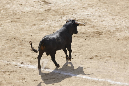 在竞技场上斗牛。 斗牛。 托洛布拉沃。 西班牙。 水平水平