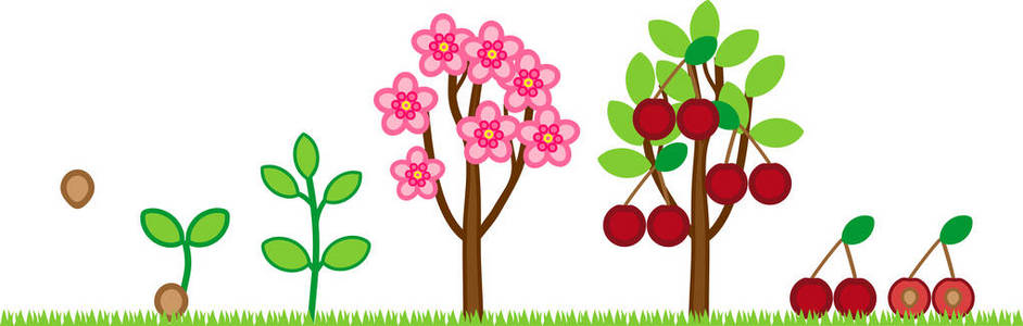 樱桃树的生命周期。 从种子到果实的植物生长阶段