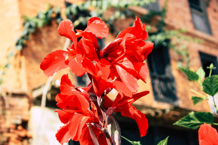 尼泊尔班迪普尔的彩色花朵特写