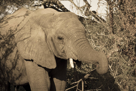 非洲大象吃南非