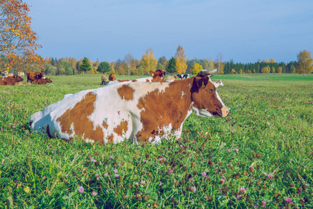 卡恩蒂拉特维亚市。 奶牛和草地，秋天和晴天。 旅行自然照片2018年。