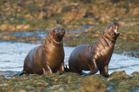 海狮在海滩上图片