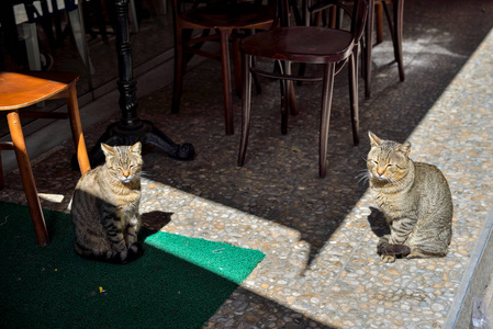 城市街头猫