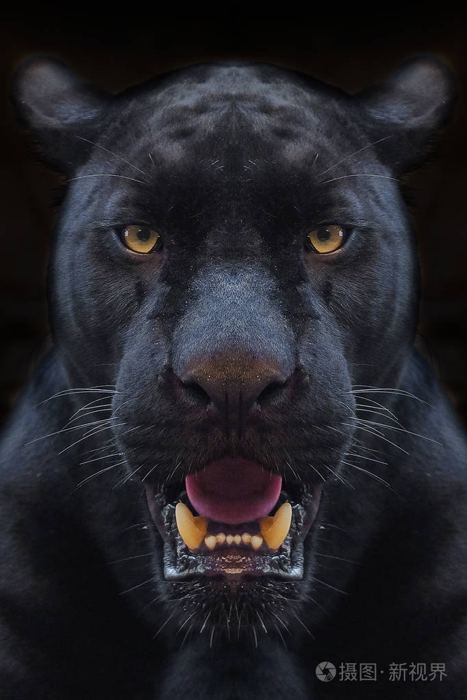 黑色黑豹近距离拍摄黑色背景
