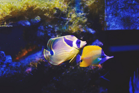 海洋中心深蓝水体中的五彩水族馆珊瑚礁鱼，浣熊蝴蝶鱼，藻类和珊瑚..