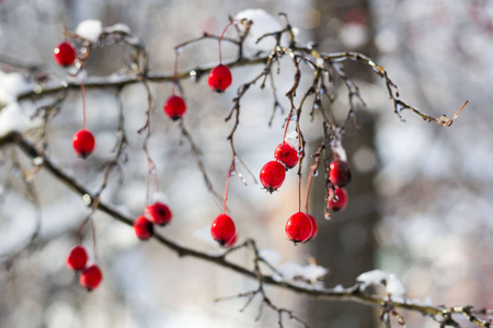 在花园里的一棵树上，雪下结了霜的红山楂浆果。