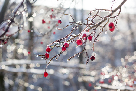 山楂红在花园里的一棵树上,雪下结了霜的红山楂浆果.照片