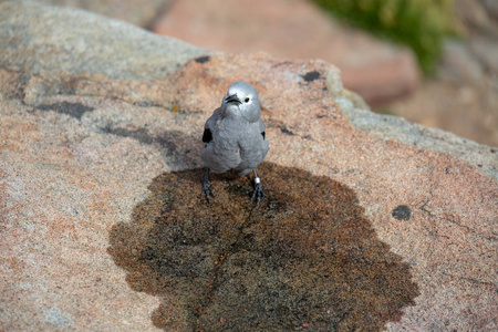 s Nutcracker sits perched in the Colorado Rockies in summer