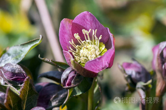 花观赏花 紫色花瓣 早春开花植物 阳光照片 正版商用图片13pvc9 摄图新视界
