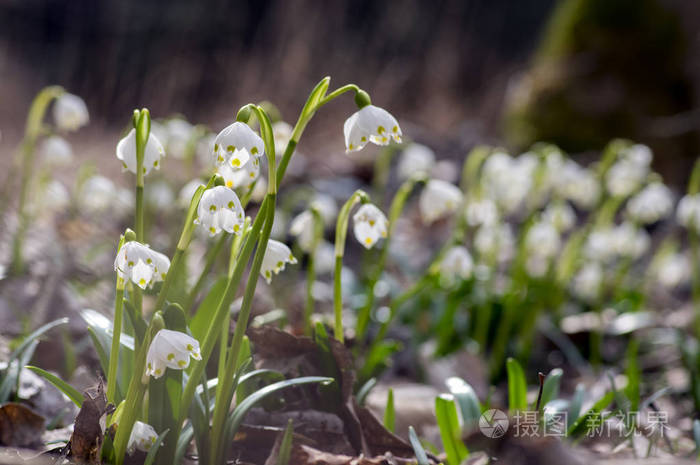 春色花 早春的雪花在草地上 一群开花的植物照片 正版商用图片13pvfb 摄图新视界