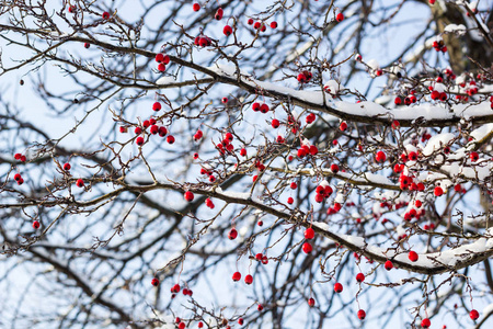 在花园里的一棵树上,雪下结了霜的红山楂浆果.照片