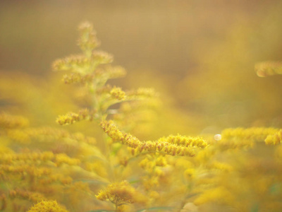 森林里金棒的黄色花朵