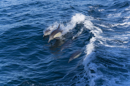 海豚在蓝色的海水中