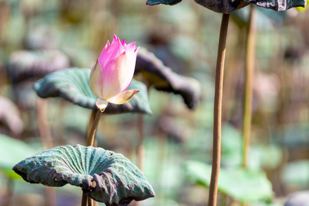 美丽的紫莲花与蜜蜂。密切关注蜜蜂采蜜从雌蕊，绿叶在池塘，深蓝的水面