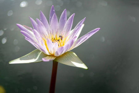 美丽的紫莲花与蜜蜂。密切关注蜜蜂采蜜从雌蕊，绿叶在池塘，深蓝的水面