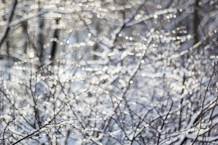 冬天的雪模糊了城市公园的背景，森林里的雪，树枝和灌木丛被雪覆盖，抽象的雪花模糊了。