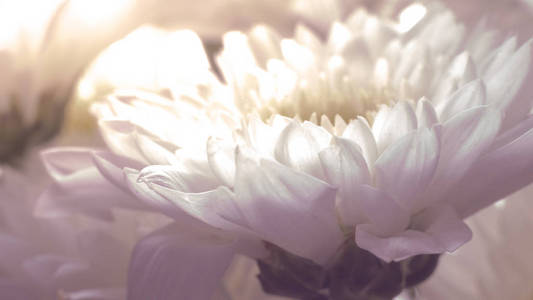 带阳光的白色雏菊花，老式背景