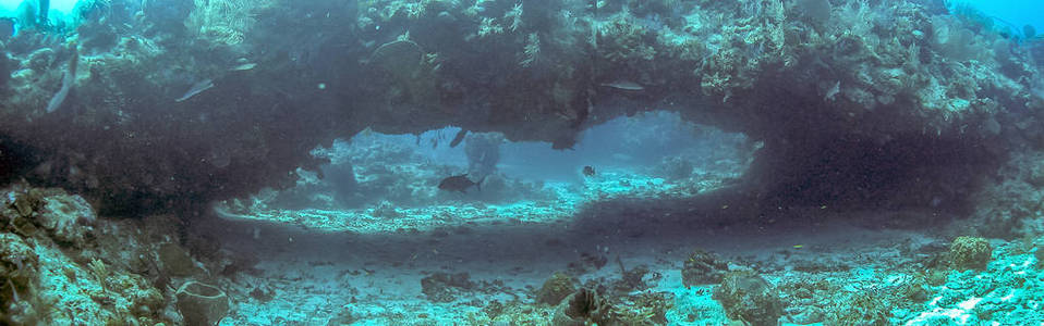 加勒比海隧道珊瑚花园或游过图片