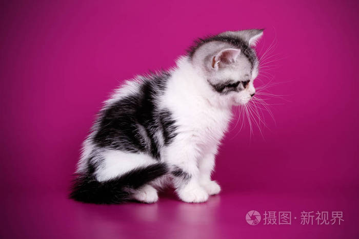 小猫拍摄影棚视频教程下载，技巧大全