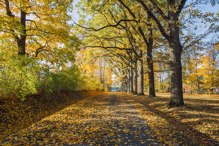 城市塞斯拉特维亚。 秋天的旧公园。 黄叶自然和新鲜空气。 旅行照片2018年。