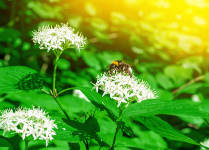 花序伞上的大黄蜂在森林中的接骨木绿丛