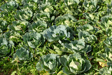 种植在农场土地上的卷心菜。