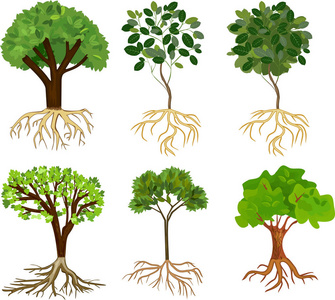 一套不同的卡通落叶乔木，绿冠和根系隔离在白色背景上