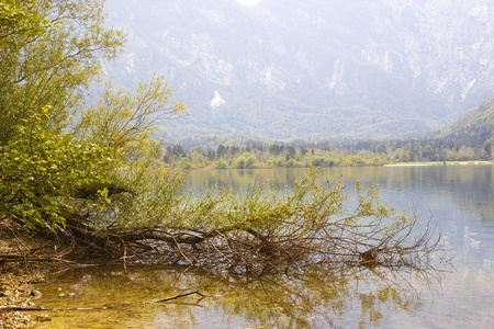布欣吉湖在斯洛文尼亚的树木上的湖岸秋景