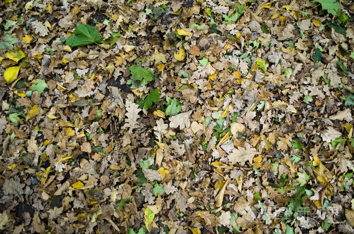 秋天的背景干燥的橙色叶子躺在路上路上的落叶