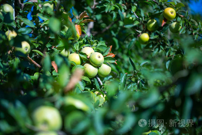 成熟的绿色苹果果实在年轻的苹果树的枝条上。 一个晴朗的秋日在农民果园。