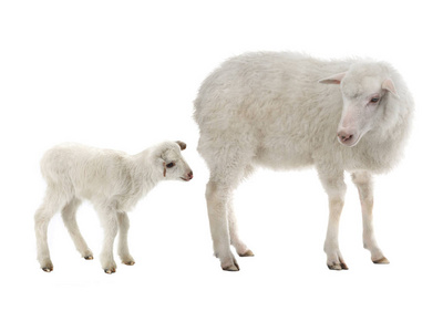 白色背景下的小羊和母羊