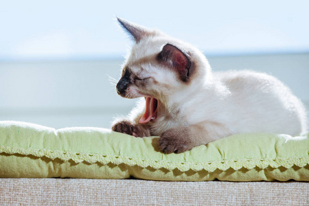 s rays. Funny Cat with blue eyes yawns on the white background.