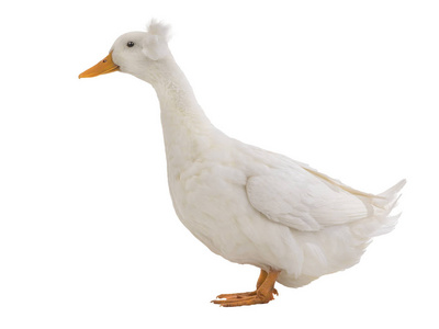 白色背景上分离的白色鸭子