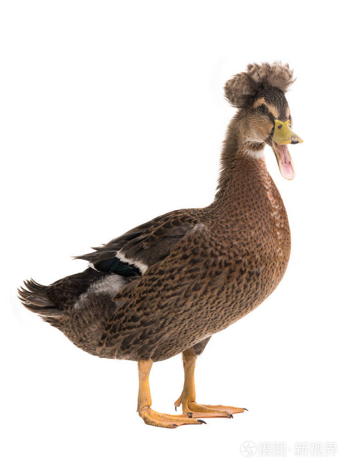 白色背景分离的雄性褐鸭